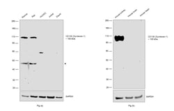 Invitrogen CD138 Recombinant Rabbit Monoclonal Antibody (JM11-21) 100 &mu;L;