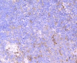 Invitrogen CD32 Recombinant Rabbit Monoclonal Antibody (JM10-70) 100 &mu;L;