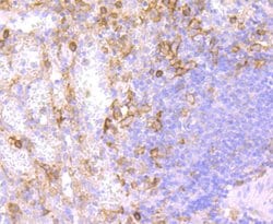 Invitrogen CD32 Recombinant Rabbit Monoclonal Antibody (JM10-70) 100 &mu;L;