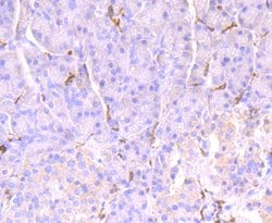 Invitrogen CD32 Recombinant Rabbit Monoclonal Antibody (JM10-70) 100 &mu;L;
