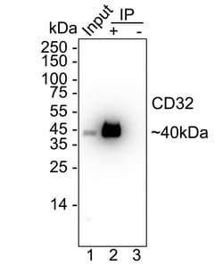 Invitrogen CD32 Recombinant Rabbit Monoclonal Antibody (JM10-70) 100 &mu;L;