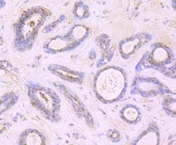 Invitrogen Growth Hormone Recombinant Rabbit Monoclonal Antibody (JM108-09)