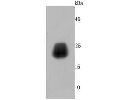 Invitrogen Growth Hormone Recombinant Rabbit Monoclonal Antibody (JM108-09)