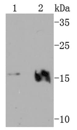 Invitrogen VAMP2 Recombinant Rabbit Monoclonal Antibody (JM11-00) 100 &mu;L;