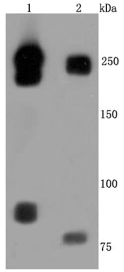 Invitrogen CD171 (L1CAM) Recombinant Rabbit Monoclonal Antibody (JM11-05)