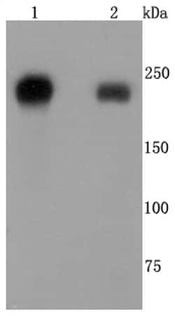 Invitrogen CD104 (Integrin beta 4) Recombinant Rabbit Monoclonal Antibody