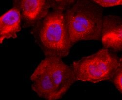 Invitrogen FKBP12 Recombinant Rabbit Monoclonal Antibody (JM11-09) 100