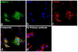 Invitrogen FKBP12 Recombinant Rabbit Monoclonal Antibody (JM11-09) 100
