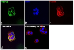 Invitrogen FKBP12 Recombinant Rabbit Monoclonal Antibody (JM11-09) 100