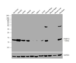 Invitrogen FKBP12 Recombinant Rabbit Monoclonal Antibody (JM11-09) 100