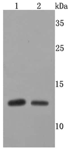 Invitrogen FKBP12 Recombinant Rabbit Monoclonal Antibody (JM11-09) 100