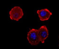 Invitrogen NEFM Recombinant Rabbit Monoclonal Antibody (JM11-20) 100 &mu;L;