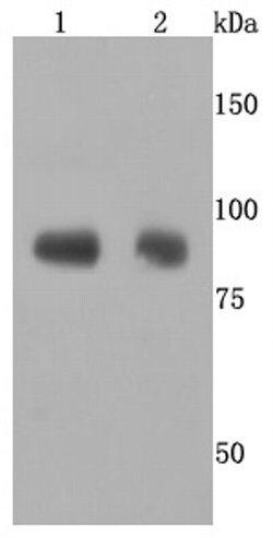 Invitrogen ADAM10 Recombinant Rabbit Monoclonal Antibody (JM32-11) 100