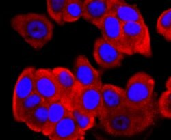 Invitrogen FGFR3 Recombinant Rabbit Monoclonal Antibody (JM110-33) 100 &mu;L | Buy Online | Invitrogen&trade; | Fisher Scientific
