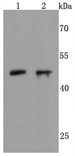 Invitrogen NeuroD1 Recombinant Rabbit Monoclonal Antibody (JM11-10) 100 &mu;L | Buy Online | Invitrogen&trade; | Fisher Scientific