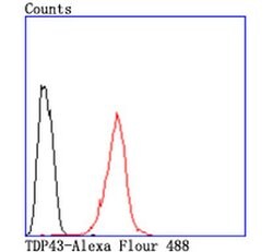 Invitrogen TDP-43 Recombinant Rabbit Monoclonal Antibody (JM51-10) 100