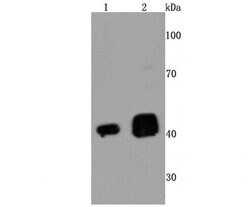 Invitrogen TDP-43 Recombinant Rabbit Monoclonal Antibody (JM51-10) 100
