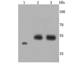 Invitrogen Endothelin B Receptor Recombinant Rabbit Monoclonal Antibody