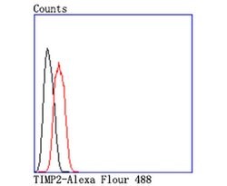 Invitrogen TIMP2 Recombinant Rabbit Monoclonal Antibody (JM87-10) 100 &mu;L;