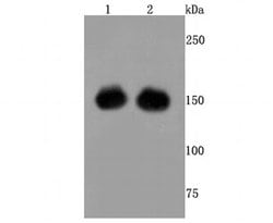 Invitrogen Cas9 Recombinant Rabbit Monoclonal Antibody (JM11-55) 100 &mu;L;