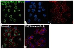 Invitrogen Phospho-RNA pol II CTD (Ser5) Recombinant Rabbit Monoclonal
