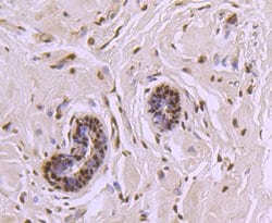 Invitrogen CTCF Recombinant Rabbit Monoclonal Antibody (JM10-61) 100 &mu;L | Buy Online | Invitrogen&trade; | Fisher Scientific
