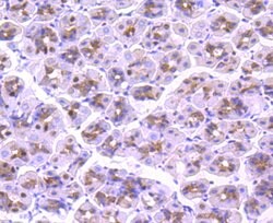 Invitrogen CTCF Recombinant Rabbit Monoclonal Antibody (JM10-61) 100 &mu;L | Buy Online | Invitrogen&trade; | Fisher Scientific
