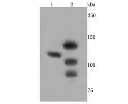 Invitrogen CTCF Recombinant Rabbit Monoclonal Antibody (JM10-61) 100 &mu;L | Buy Online | Invitrogen&trade; | Fisher Scientific