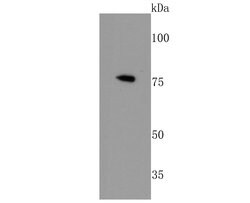 Invitrogen CTCF Recombinant Rabbit Monoclonal Antibody (JM10-61) 100 &mu;L | Buy Online | Invitrogen&trade; | Fisher Scientific