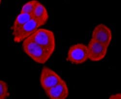 Invitrogen BID Recombinant Rabbit Monoclonal Antibody (JM11-14) 100 &mu;L;