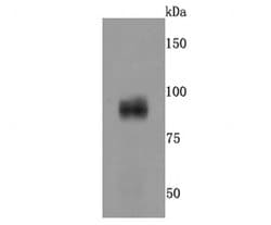 Invitrogen AXIN2 Recombinant Rabbit Monoclonal Antibody (JM11-30) 100 &mu;L;