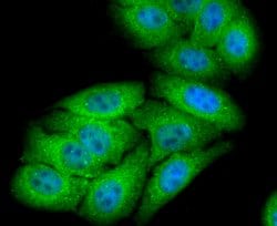 Invitrogen NUR77 Recombinant Rabbit Monoclonal Antibody (JM59-11) 100 &mu;L;