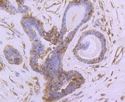 Invitrogen NUR77 Recombinant Rabbit Monoclonal Antibody (JM59-11) 100 &mu;L;