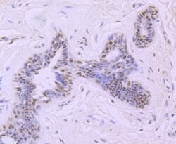 Invitrogen MRE11 Recombinant Rabbit Monoclonal Antibody (JM11-18) 100 μL;