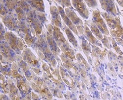 Invitrogen FGF21 Recombinant Rabbit Monoclonal Antibody (JA10-97) 100 &mu;L;