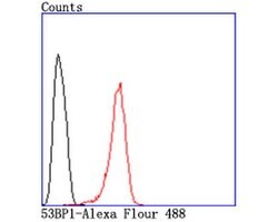 53BP1 Recombinant Rabbit Monoclonal Antibody (JA66-11), Invitrogen 100