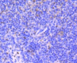 53BP1 Recombinant Rabbit Monoclonal Antibody (JA66-11), Invitrogen 100