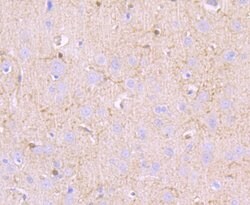 Invitrogen MUC2 Recombinant Rabbit Monoclonal Antibody (JA10-92) 100 &mu;L | Buy Online | Invitrogen&trade; | Fisher Scientific