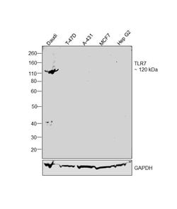 Invitrogen TLR7 Recombinant Rabbit Monoclonal Antibody (JA93-11) 100 &mu;L;
