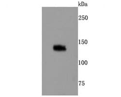 Invitrogen TLR7 Recombinant Rabbit Monoclonal Antibody (JA93-11) 100 &mu;L;