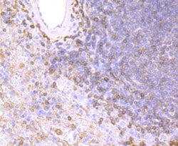 Invitrogen HLA-DPB1 Recombinant Rabbit Monoclonal Antibody (JA10-94) 100