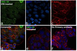 Invitrogen CXCL10 (IP-10) Recombinant Rabbit Monoclonal Antibody (JA10-82)