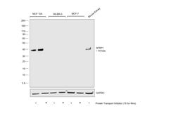 Invitrogen SFRP1 Recombinant Rabbit Monoclonal Antibody (JA11-68) 100 &mu;L;