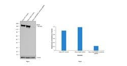 Invitrogen MSH6 Recombinant Rabbit Monoclonal Antibody (JA84-26) 100 &mu;L;