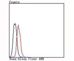 Invitrogen NOXA Recombinant Rabbit Monoclonal Antibody (JA30-03) 100 &mu;L;