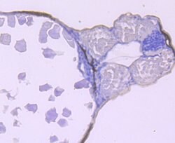 Invitrogen CaMKII delta Recombinant Rabbit Monoclonal Antibody (JA30-07)
