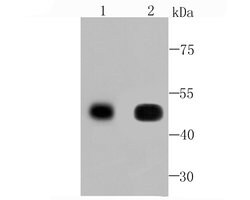 Invitrogen CaMKII delta Recombinant Rabbit Monoclonal Antibody (JA30-07)