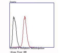 Invitrogen G6PD Recombinant Rabbit Monoclonal Antibody (JA31-40) 100 &mu;L;