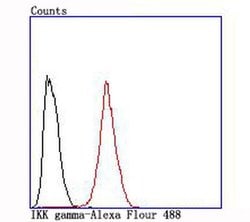 Invitrogen IKK gamma Recombinant Rabbit Monoclonal Antibody (JA11-83) 100