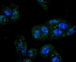 Invitrogen IKK gamma Recombinant Rabbit Monoclonal Antibody (JA11-83) 100